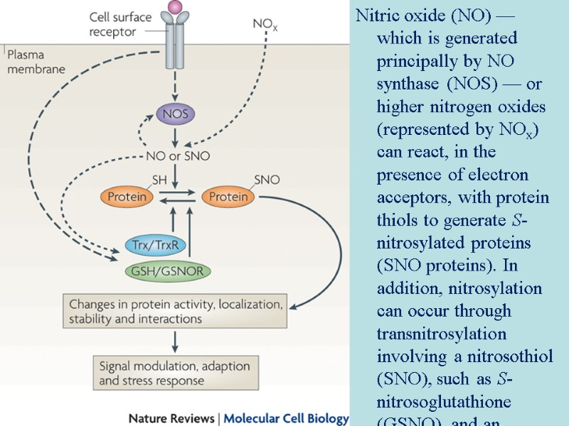 Nitric oxide (NO) — which is generated principally by NO synthase (NOS) — or